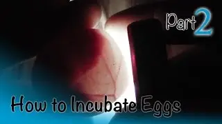 How to Incubate and Hatch Eggs | Part 2 of 3 | Candling and Checking Embryos