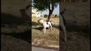 cute puppy funny video pets video pets shorts #dogs #puppy #shorts #ytshorts #angrypets #viralpets