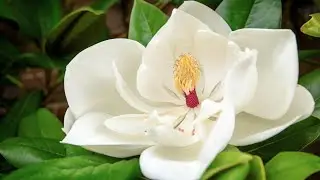 A magn&oacute;lia com suas grandes flores perfumadas, s&atilde;o apenas o come&ccedil;o de um apelo!