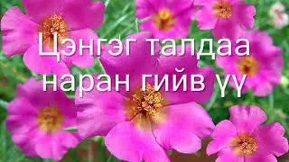 Инээмсэглэл хамтлаг  Хослон дуулья