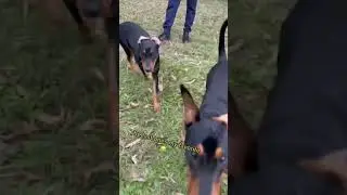 Crazy pupper #cutepuppyshorts #crazypuppy #germanpinscher #workingbreed  #workingdogtraining