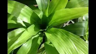 DRACAENA FRAGANS