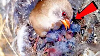 Mother is feeding her beautiful new born babies Food for Mother's beak  @beautyofnature4988 