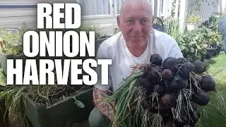 Red Onion Harvest [Container Gardening ]