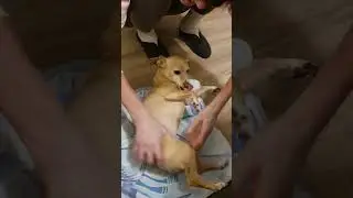  Funny dog massage and bite/Жартівний собанькін масаж та кусь #dog #doglife #dogs #dogvideos #собака