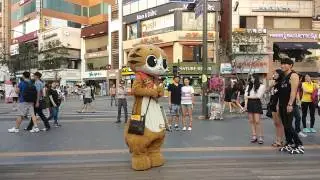 연세로 고양이