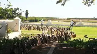 Duck Parade