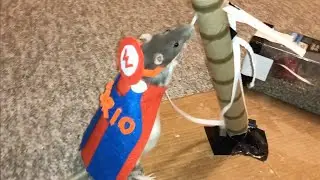 Самая СЛУЧАЙНАЯ подборка крыс, часть 2! (мой apoloCHEESE!)