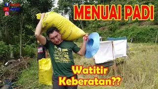 WATITIR PERGI MENUAI PADI - MONGOMOT - SAKSIKAN GELAGAT WATITIR DAN TUNTUL NALAPAK MENUAI PADI