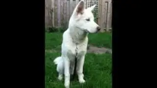 Korean Dog Breeds