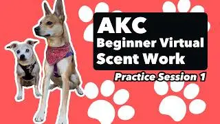 AKC Virtual Scent Work - Beginner Test 1 - with Lucy