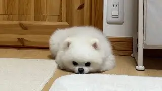 飼い主と離れることになりスネてしまったポメラニアン