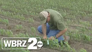 Louisiana farmers face uncertainty as new Trump administration tariffs take effect