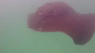 Stingray in the kelp forest in Cape Town