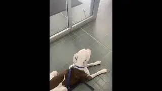 Steel Locked In at the ATM | Guard dog training |Steel the American Pit Bull Terrier