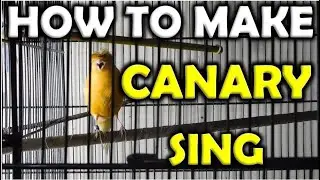 How to make a CANARY Sing fast | The BEST video for CANARY SINGING ( Urdu / Hindi) 🔥 🔥 🔥