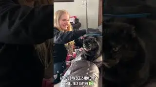 Honest Review of this Pet Grooming Glove!