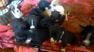 3 week old Pitbull puppies