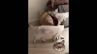 Scare you! #dailylifeofcats  #cute   #catbaby  #cathealing   #catlover