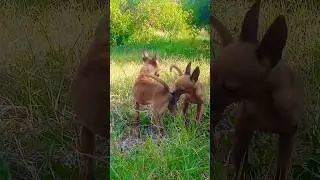 #animals #dog #gsds #malinoismonday #pets #motivation #puppy #fun #cute #germanshepherd