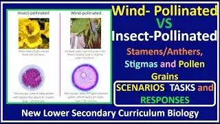 Sexual Reproduction  Plants-3-Wind & Insect-Pollinated, (pollen grains, anthers & stigmas)