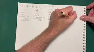 Prokaryotic Cell Morphologies