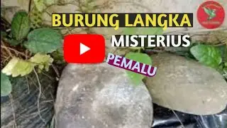 PENDATANG BARU AVIARY