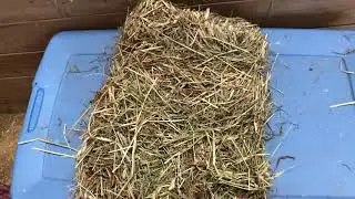 Need to break a flake in 1/2, stop struggling! HOT TIP for EQUESTRIANS!