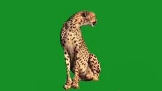 guepard calme ecran vert FREE