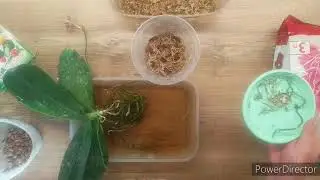 Посадка phal. Corningiana x sib на следующий день после приезда.