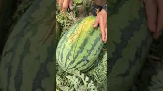 Watermelon Cutting ASMR | Juicy &Satisfying Slices#watermelon #cuttingskills