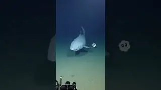 Real Giant Shark Encounter: Deep Sea ROV Shocking Discovery!