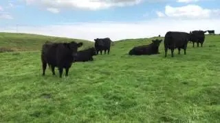 Upper Buckna Galloways Galloway Cows And Calves On The Hill With Apache