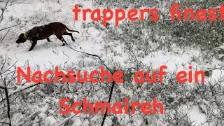 Nachsuche auf ein Schmalreh