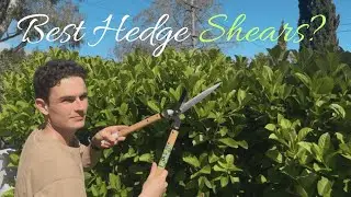 Best Hedge Shears? Japanese Okatsune 65 vs Ozito & Budget Brand Review | Cottage Garden Spring Prep