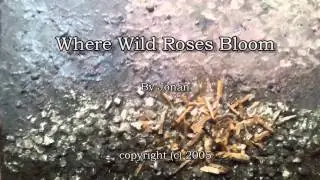 Where Wild Roses Bloom