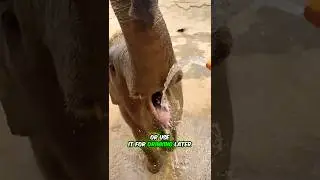 What's the REAL Purpose of an Elephant's Trunk?