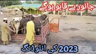Angry Cow Run Away On Bakra Eid || Dangerous bull Run Away || Eid 2023 #Angrybull #Danjerous #2023