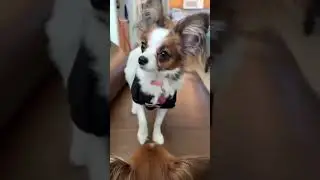 She is not barking... she is debating!