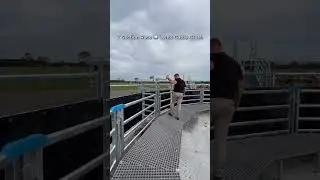 Brand spanking Te Pari Cattle Yard with a 7 section race and covered Lenta Cattle Crush 😮&zwj;💨