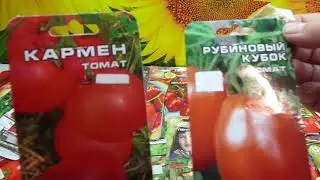 КАКИЕ ТОМАТЫ ВЫБРАТЬ? СОРТ КАРМЕН. Обзор Ольги Черновой.