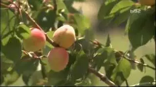 Trodogisnja kajsija a vec uveliko radja