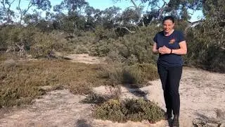 Bush Blitz Little Desert National Park