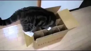 Cats love boxes