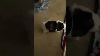 Guinea pig SQUEAKING