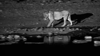 Night Wildlife Photography in Namibia