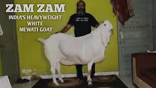India's Heavyweight White Mewati Goat Zam Zam At Dul Dul Goat Farm Nashik