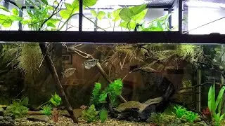 Slow motion clouded archerfish shooting