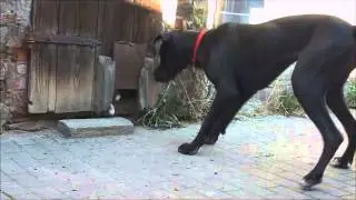 Deutsche Dogge und eine kleine Katze