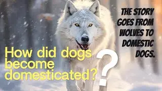 How Dogs Were Domesticated: From Wolves to Man&rsquo;s Best Friend